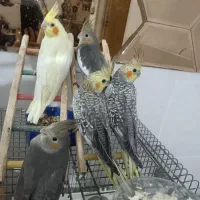 فروش عروس هلندی