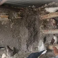 کفتر دونی 200