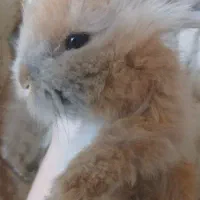 خرگوش لوپ دورگه|موش و خرگوش|فولادشهر, C4|دیوار