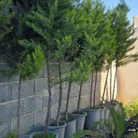 کاج لاوسون ۲.۵ متری