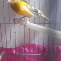 سهره و قناری.(برزیلی)|پرنده|پاکدشت, شهرک امام رضا|دیوار