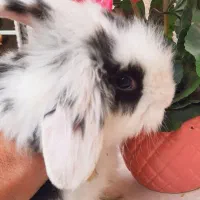 خرگوش مینی لوپ اصل|موش و خرگوش|قرچک, صالح آباد|دیوار