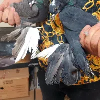 فیلی اغگورغ|پرنده|تبریز, |دیوار