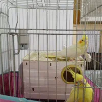 یک جفت عروس هلندی