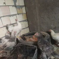 ۶ تا  جوجه ۵ ماهه برهما اصل تضمینی ۱ عدد ۲ ملیون