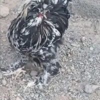۱۲عدد مرغ و خروس لهستانی کاکلی و پرپا