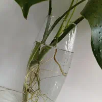 گل برگ انجیری|گل و گیاه طبیعی|اصفهان, شیخ طوسی|دیوار