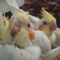 ۳ عدد جوجه عروس هلندی لوتینو یکجا