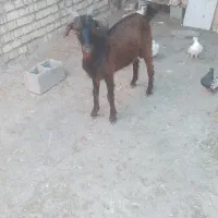 بز نر برای فروش است