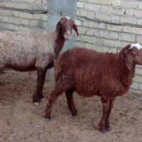میش بره .کربال.|حیوانات مزرعه|شیراز, بازار|دیوار