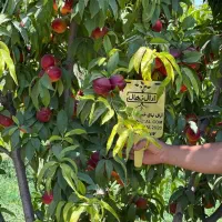 فروش نهال گیلاس لاپینز آمریکایی|خدمات باغبانی و درختکاری|سامان, |دیوار