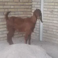 فروش بز ماده