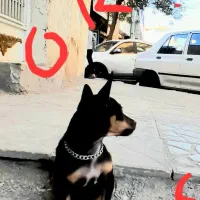 یک قلاده سگ منیاتور پینچر ۳ماهه سالم سرحال ماده