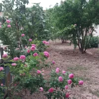 باغ  ویلا