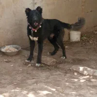 سگ نر درشت