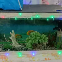 آکواریوم باهمه وسایل|ماهی|بم, |دیوار