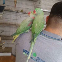 یک جفت شاه طوطی مولد