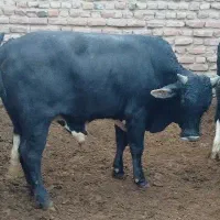 کشتار گوساله فردا عصر