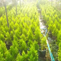 فروش لاوسون گلدان ۱۰ و ۷