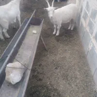 بزعاله سانن آبستن اصل|حیوانات مزرعه|مشهد, باغ فراگرد|دیوار