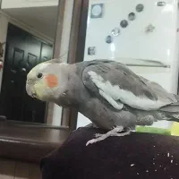 عروس هلندی گم شده