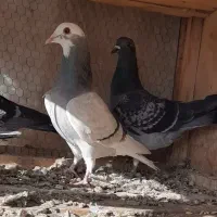 ۴ تا کفتر گرفتنی