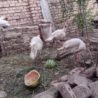 جوجه بوقلمون گوشتی