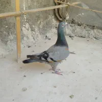 کفتر پاکستانی و پلاکی|پرنده|پاکدشت, حصار امیر|دیوار