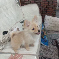 حیوانات خانگی