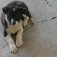 توله قدرجونی|سگ|مسجد سلیمان, |دیوار