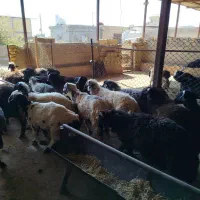 گوشت کهره و بره|خوردنی و آشامیدنی|فسا, |دیوار