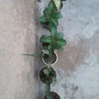 گل طبیعی|گل و گیاه طبیعی|دهدشت, |دیوار