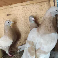 فروش یا معاوضه