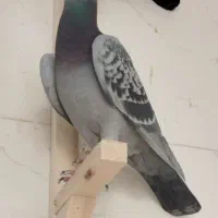 کفتر|پرنده|پاسارگاد, |دیوار