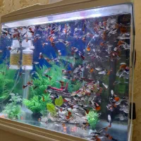 ماهی کوپی ،شکم پر و مولد