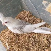 عروس هلندی سرلاکی