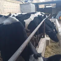 گاو شیری صنعتی شناسه دار شکم اول ۳۵تا شیر|حیوانات مزرعه|اصفهان, محمودآباد|دیوار