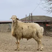 قوچ ساری گولاخلی و بزغاله نر عکس قوچ دوران بره گی