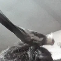 پرنده دزدیده شده در یافت آباد