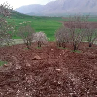 فروش فوری یک هکتار باغ بادام روانسر|فروش دفتر صنعتی، کشاورزی، تجاری|روانسر, |دیوار