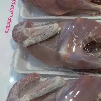 مرغ و خروس محلی|حیوانات مزرعه|شیراز, دوکوهک|دیوار