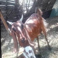 بز پلنگی کهره ماده