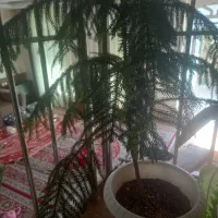 گل مطبق|گل و گیاه طبیعی|شیراز, فرگاز|دیوار