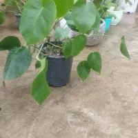 گل آپارتمانی|گل و گیاه طبیعی|رشت, یخسازی|دیوار