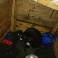 ...|سگ|اهواز, اهواز|دیوار