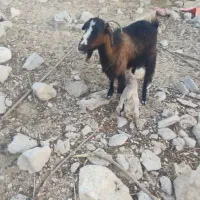 بز‌‌ها‌تازه‌زایده‌جوان‌تمیز