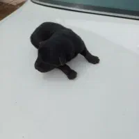 طوله ژرمن بلک و دورنگ