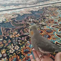 طوطی عروس هلندی|پرنده|کرمانشاه, |دیوار