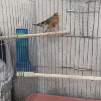 جوجه سره قناری چهار ماه معاوضه باطوطی گلدین قناری