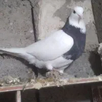 کفتر طوقی|پرنده|خان ببین, |دیوار